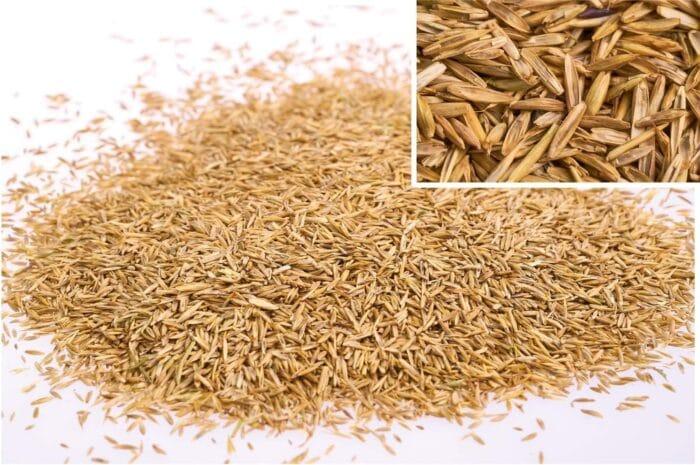 Travna semena hitro klitje WOLF-Garten – 500 g za gosto trato - slika 3